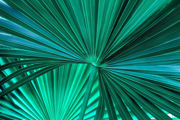 gaine foliaire palmoer
